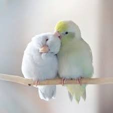 Desislava897's profile picture. You are braver than you believe, stronger than you seem, and smarter than you think.