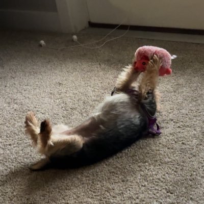 Barbarish11's profile picture. 