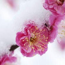 springhascome92's profile picture. 悼念善良而才华横溢的 #于朦胧，命运却如此无情.
Mourning the kind and brilliantly talented #YuMenglong, yet fate was so cruel.