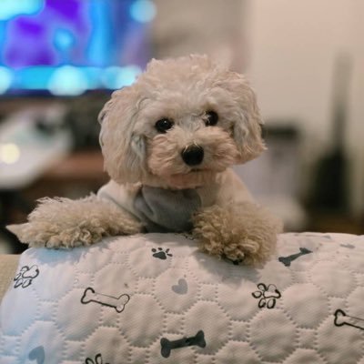 OKA_Nyan1002's profile picture. 楽曲制作▶︎.LIVE、ぶいぱい、iLiFE!、TENRIN、のんふぃく！、LADYBABY、夜光性アミューズ、アキシブproject、ドレスコード、I MY ME MINE、▷ せーぶぽいんと、Poltergeist 🌍に動画、inst、サブスク、料金表等各種まとめてますっ🔆ハイライトお仕事(2025〜)