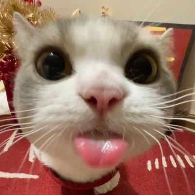 riRionYu's profile picture. ☆ ᴡɪɴɴʏꜱᴛᴀɴɢ | ᴘᴏɴᴅᴘʜᴜᴡɪɴ | ꜰᴏʀᴄᴇʙᴏᴏᴋ ɢᴇᴍɪɴɪꜰᴏᴜʀᴛʜ | ᴊᴜɴɪᴏʀᴍᴀʀᴋ | ᴬˡˡ ᵍᵐᵐᵗᵛ &ᴛᴇᴇᴛᴇᴇᴘᴏʀ