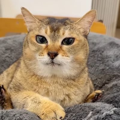 Omochimochimoo's profile picture. laponkotsu fan if you also like laponkotsu lets be friends