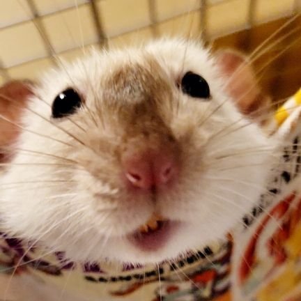 ChobiSonoe's profile picture. ねずみ大好き！

🐭ﾊﾟﾝﾀﾞﾏｳｽ♂️『こまめ🌟』
🐭ﾌｧﾝｼｰﾗｯﾄ♂️『長嶋🌟・オーシ・ナカシ・スコシ・イッチ・ニーニ・サンサン』♀️『トム・ジェリー・たね・ちち・ぱい』

🩷バナー🩷ちったんママ(@shishimaru_918)に作ってもらったよ！✨