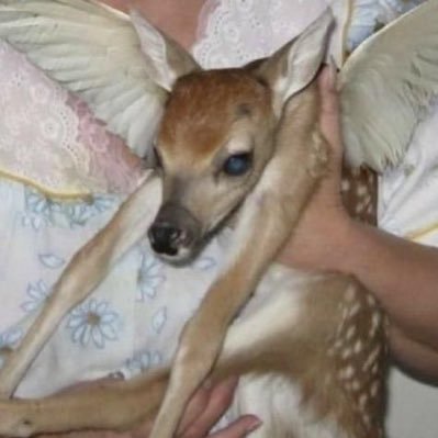fawns's profile picture. 