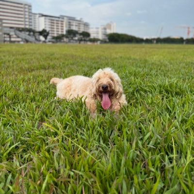 weeebeng's profile picture.