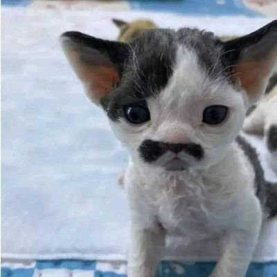 J11Anakpap53594's profile picture. saya siapa?