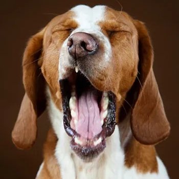 dukespancreas's profile picture. Though I could not caution all
I still might warn a few
Don't lend your hand to raise no flag  
Atop no ship of fools   🦅 🦃 🐧 🦜 🐦 🕊️ 🦆 🦢