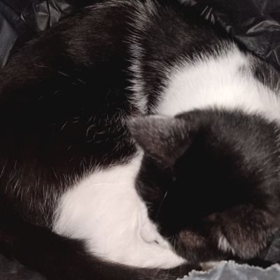 Bieli20_Zi's profile picture. 女生🐈‍⬛性格恶劣😼 *^_^* 非常多的cos和私人设定😾创伤致歉⚠️ cos重加工⚠️🇨🇳/日本語が超下手だ👎🏻😿😿