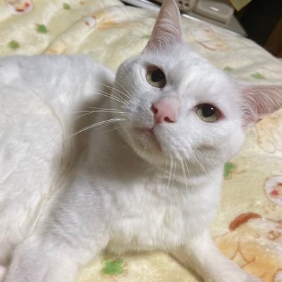 kuroda390's profile picture. 懸賞好き💕節約の為、コツコツ懸賞に応募中🌸猫🐱韓国ドラマ🌈キムナムギル💖ソガンジュン💖スイーツ🍰雑貨🤗可愛いもの好き🥰企業懸賞メイン・RT多め🌟当選報告必ずします🍀随時、懸賞仲間さん募集中😊 怪しい垢🙅‍♀️ #虎吉の当選報告