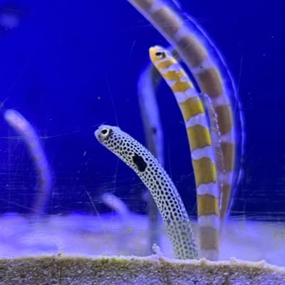 しらあいさんのプロフィール画像