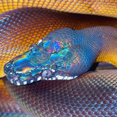 Fuyumushi29_Rep's profile picture. 田舎暮らしの野生児 兼 生粋の生物ハンター Lv.27 ／【 #爬虫類 #両生類 #水亀 #昆虫 #奇蟲 】を飼育中