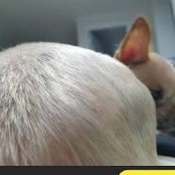 chigoong's profile picture. 저... 햄미예요