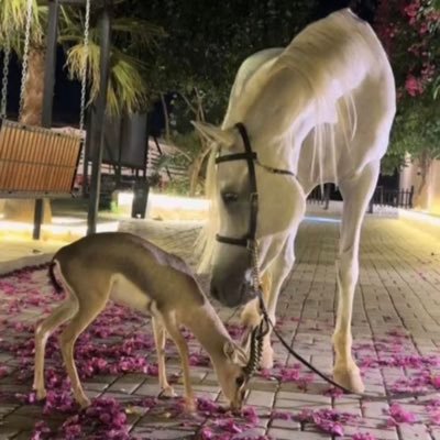 Nasser_adballh's profile picture. شكراً يا الله على كل نعمائك غايتي على الأرض رضى الله ورضى والدي و والدتي (اللهم متعنا متاع الصالحين)