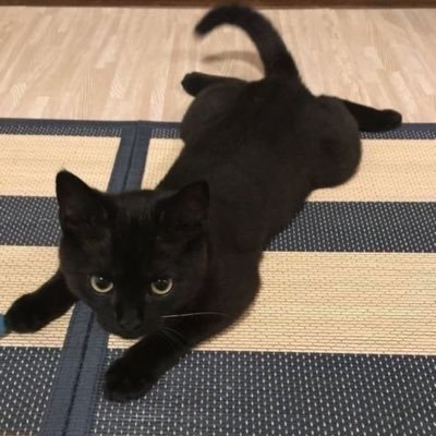 xiaomaoxiaban's profile picture. 猫猫不像人类，小猫可以在家里睡懒觉｜intp les 日常碎碎念&废话 不议政｜重度黑长直紫瞳鼓手爱好者｜欢迎互关｜男的找炮友的烦我会性无能