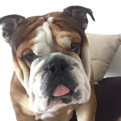 Bonobo33290's profile picture. 