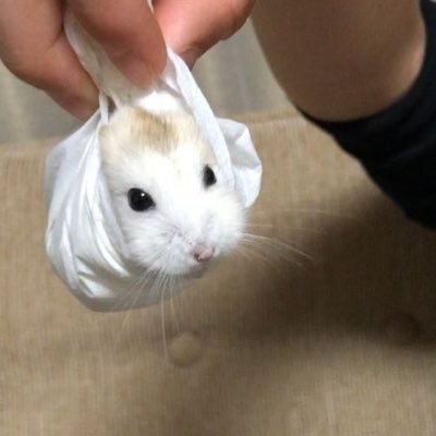 niconcionicoluv's profile picture. 