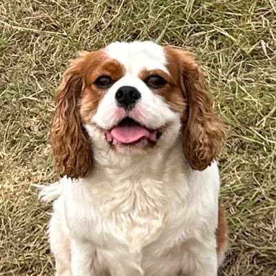 kassiekitson's profile picture. still haven’t found what I’m looking for