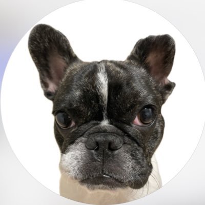 jyujyu0309's profile picture. 2024.3 生まれのboy フレブル🐶 小さな左耳がチャームポイント👂🏻毎日のかわいいを記録として📓 ⸜♥️⸝