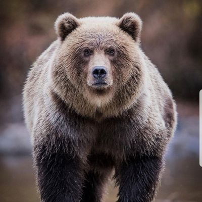 ChrisGiese's profile picture. 