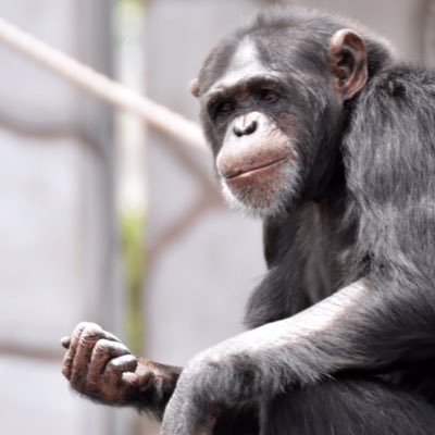 kinkur0_1025's profile picture. 東方原作を緩くやります｜神霊廟BIG LOVE