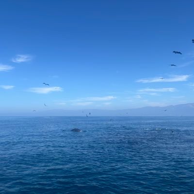 ZugmanSalmoIPTC's profile picture. Diretor - IPTC