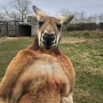 白無垢の妖狐さんのプロフィール画像