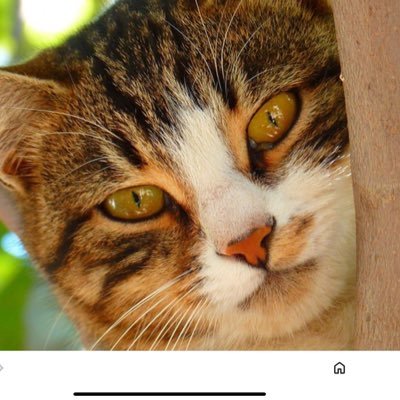 MureAchila's profile picture. 