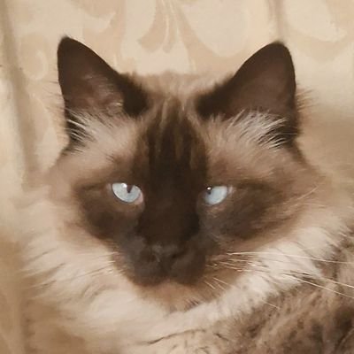 leifdad's profile picture. بما يقوم هذا الديديبلود في الألة الحاسبة؟