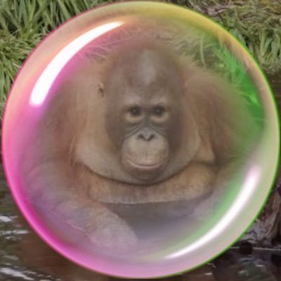 beni_orangutan's profile picture. i just love apes 🦧🦍