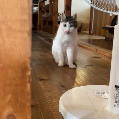 nuko_koo's profile picture. 26歳、QAエンジニア。学生の時にニュージーランドに住んでいました。once 🍭 海外、エンタメもの好きなので仕事以外にも色々呟きます