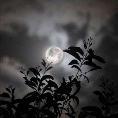 ammshivangi's profile picture. Hello. I am a student. 
Focus : PCM ( Physics, Chemistry, Mathematics  ) & Psychology, Philosophy