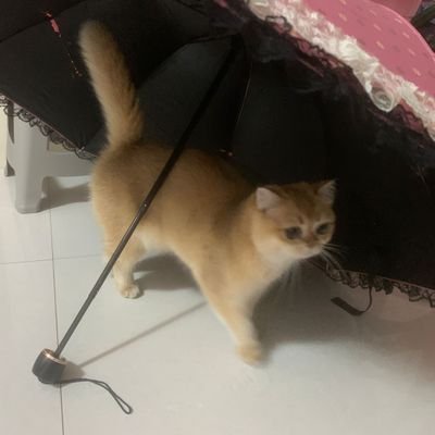 yezizizzzz02's profile picture. 🇨🇳 非常随心所欲的那种人| 中文，簡単な日本語OK |🚫AI学習、🚫無断転載