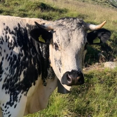 ___Niklass___'s profile picture. 