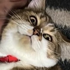 pitsorrrrr5's profile picture. 