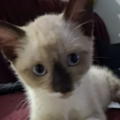 felixx_111's profile picture. 