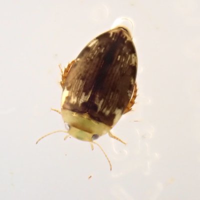 water_area's profile picture. トンボ.水生昆虫
tk78生物部
生きものを採るのが好き。ということで必然的に保全(論理的思考)
ツブゲンが好き
早く神湿地を作りに行きたい
今のところは千葉で穴掘ってます