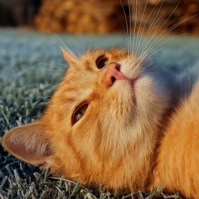 bruhhuhx's profile picture. regards