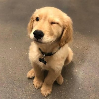 yellowspyx's profile picture. 🐶🐰