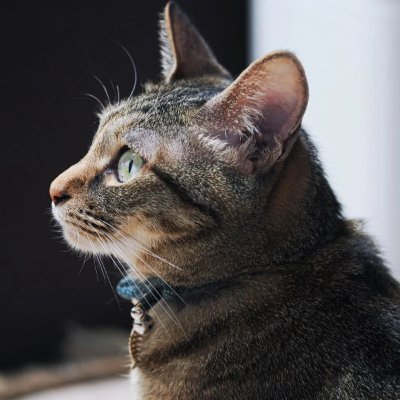 shigotoneko_se's profile picture. もうむりぽ系SEのゆるゆる日記 | 仲間募集: 英語 / IT / 競プロ / 仕事猫 | 挑戦中① 競プロ(目標: AtCoder緑) ②TOEIC Speaking 160 #エンジニアと繋がりたい