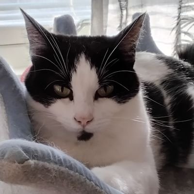 theCatGang3's profile picture. We are Texas Riley Alaska Bianca Binx Bella 🇸🇪  we love food,  treats and naps and being meowdels. 😉 If you love cats, follow us 🩷
🌈Klumpen 🐈⬛🌈Ricco 🐕