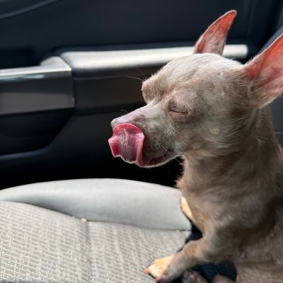 quadpapieddie's profile picture. dnd