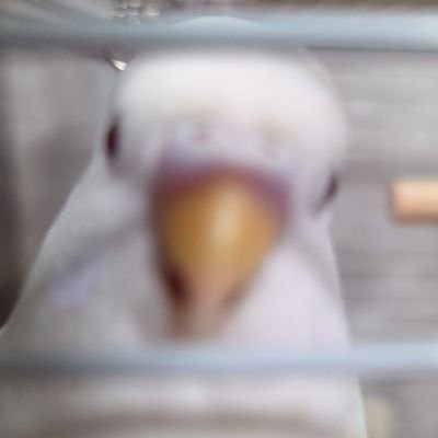 SPLplayer304's profile picture. たまに見る