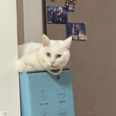XNDXglhf's profile picture. 