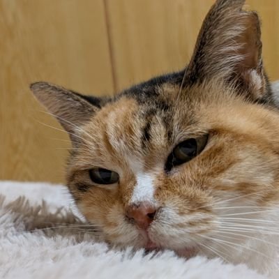 naotoicatcatcat's profile picture. 我が家のねこといぬ達の写真です。心がほんわかするようないぬねこ写真が撮りたい。メイン垢です！サブ垢→https://t.co/DoeHlwmzVjよろしくお願いいたします。フォローはお気軽にThank you for following me.