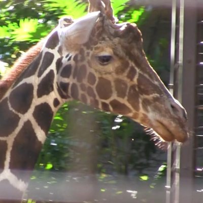 acdf1379's profile picture. ▶︎振り出しに戻る　好きな生き物はキリンとシャチ