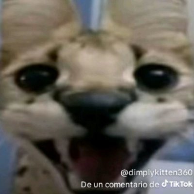 SmredY's profile picture. pfp by: meowwww
hi 🇨🇷