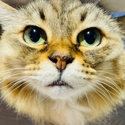 driver_ito's profile picture. 猫🐈/レシピ🥘/年の差婚💍(19歳差)