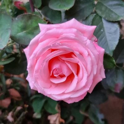 Iza187076's profile picture. 