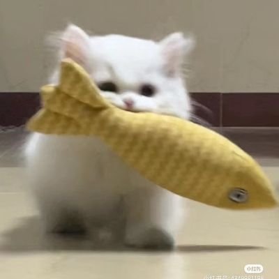 funn14th's profile picture. ᡕᠵ᠊ᡃ࡚ࠢ࠘ ⸝່ࠡࠣ᠊߯᠆ࠣ࠘ᡁࠣ࠘᠊᠊°.~ 𝙾𝙽𝙻𝚈 𝙹𝙾𝙾𝙽𝙶𝙳𝚄𝙽𝙺 (🥑🐱) #จุงดัง #JoongDunk
❌ 𝙽𝙾 𝙶𝙷𝙾𝚂𝚃𝚂𝙷𝙸𝙿(𝚂)