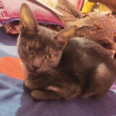 apshekhawat15's profile picture. 